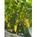 Jalapeno White Pepper Seeds Jalapeno White Pepper Seeds