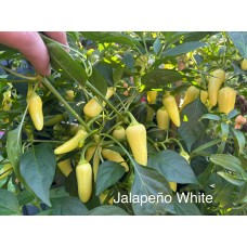 Jalapeno White Pepper Seeds Jalapeno White Pepper Seeds
