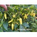 Jalapeno White Pepper Seeds Jalapeno White Pepper Seeds