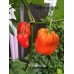 Panamanian Chili Pepper Seeds 
