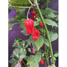 Panamanian Chili Pepper Seeds 