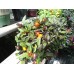 Numex Halloween Pepper Seeds