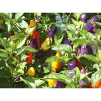 Chinesse-5-Color Pepper Seeds 