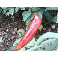 Chervena Chushkal Pepper Seeds