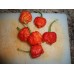 7-Pot Infinity Red Pepper Seeds