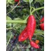 APS Super Hot Finger Red Pepper Seeds 
