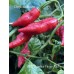 APS Super Hot Finger Red Pepper Seeds 