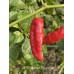 APS Super Hot Finger Red Pepper Seeds 