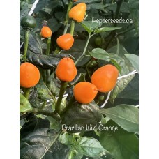 Brazilian Wild Orange Pepper Seeds 
