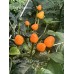 Brazilian Wild Orange Pepper Seeds 