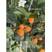 Brazilian Wild Orange Pepper Seeds 