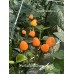 Brazilian Wild Orange Pepper Seeds 