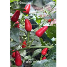 Brazilian Wild Red Pepper Seeds 