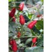 Brazilian Wild Red Pepper Seeds 