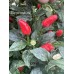 Brazilian Wild Red Pepper Seeds 