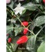 Brazilian Wild Red Pepper Seeds 