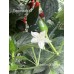 Brazilian Wild Red Pepper Seeds 