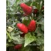Brazilian Wild Red Pepper Seeds 