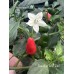 Brazilian Wild Red Pepper Seeds 