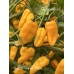 Ghostly jalapeño Yellow Pepper Seeds Ghostly jalapeño Yellow Pepper Seeds