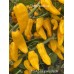 Ghostly jalapeño Yellow Pepper Seeds Ghostly jalapeño Yellow Pepper Seeds
