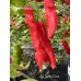 Aji Santa Cruz Pepper Seeds 