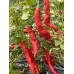 Aji Santa Cruz Pepper Seeds 