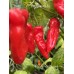 APS Aji Red Sweet Pepper