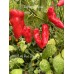 APS Aji Red Sweet Pepper