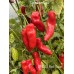 APS Aji Red Sweet Pepper