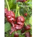 Chocolate Pumpkin Tail Pepper Seeds Chocolate Pumpkin Tail Pepper Seeds