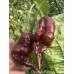 Chocolate Pumpkin Tail Pepper Seeds Chocolate Pumpkin Tail Pepper Seeds