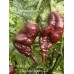 Chocolate Pumpkin Tail Pepper Seeds Chocolate Pumpkin Tail Pepper Seeds