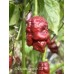 Chocolate Pumpkin Tail Pepper Seeds Chocolate Pumpkin Tail Pepper Seeds