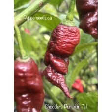 Chocolate Pumpkin Tail Pepper Seeds 