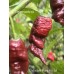 Chocolate Pumpkin Tail Pepper Seeds Chocolate Pumpkin Tail Pepper Seeds