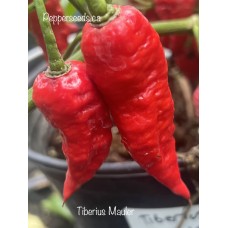 Tiberius Mauler Pepper Seeds Tiberius Mauler Pepper Seeds