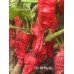 Tiberius Mauler Pepper Seeds Tiberius Mauler Pepper Seeds
