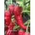 Tiberius Mauler Pepper Seeds Tiberius Mauler Pepper Seeds