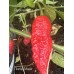 Tiberius Mauler Pepper Seeds Tiberius Mauler Pepper Seeds