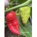 Tiberius Mauler Pepper Seeds Tiberius Mauler Pepper Seeds