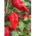 Jig Saw x Trinidad Scorpion Moruga Red Pepper Seeds