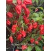 Jig Saw x Trinidad Scorpion Moruga Red Pepper Seeds