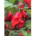 Jig Saw x Trinidad Scorpion Moruga Red Pepper Seeds