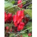 Jig Saw x Trinidad Scorpion Moruga Red Pepper Seeds