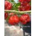 Aji Rosito Red Pepper Seeds 