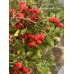 Aji Rosito Red Pepper Seeds 