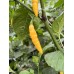 Murupi Yellow Pepper Seeds 
