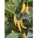 Murupi Yellow Pepper Seeds 