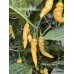 Murupi Yellow Pepper Seeds 